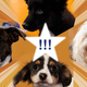 Illustration for article titled DROP EVERYTHING: The Puppy Bowl Starting Lineup Is Here!